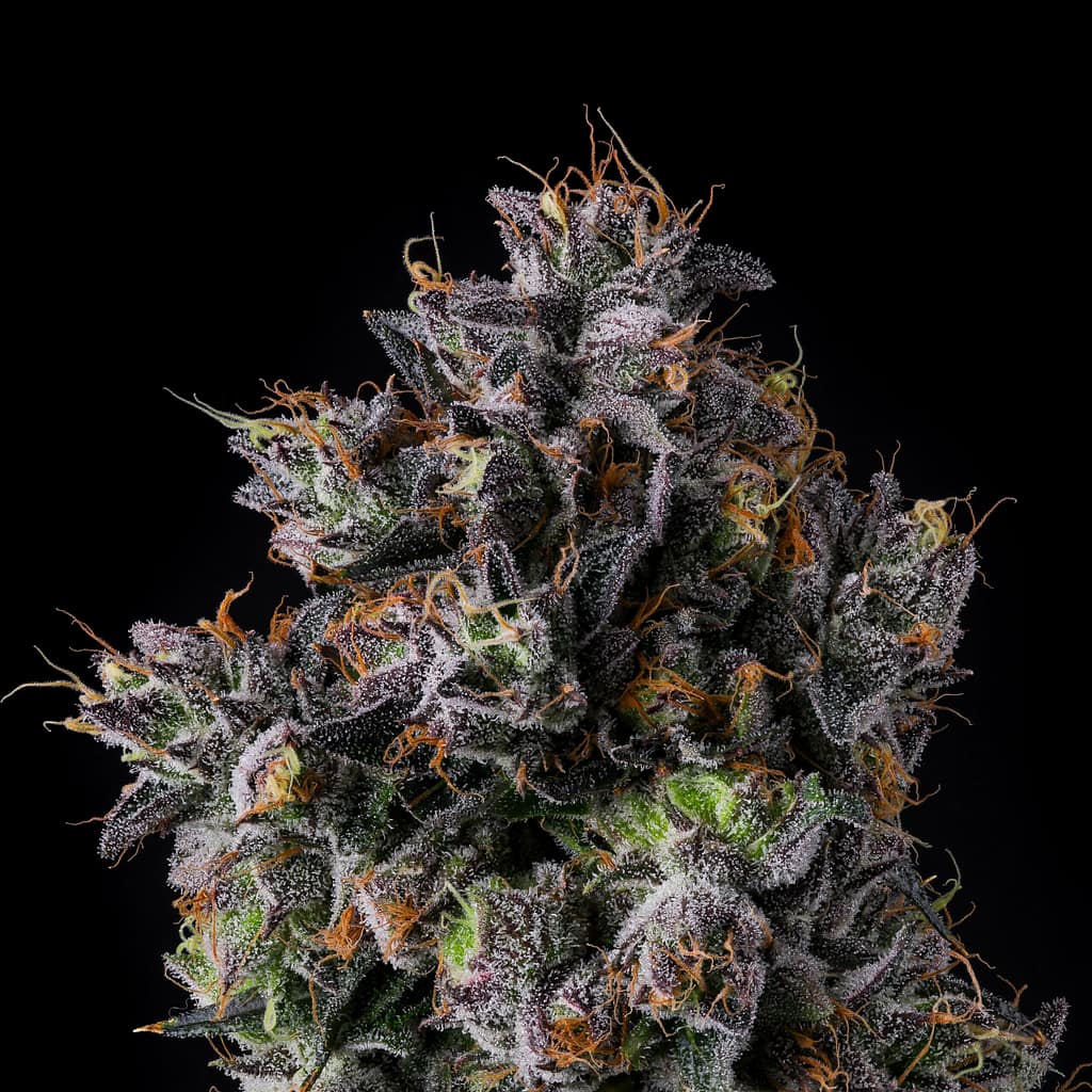 Azulcar (Blue Sherb × Runtz) buds with blue-purple fade and tight foxtails