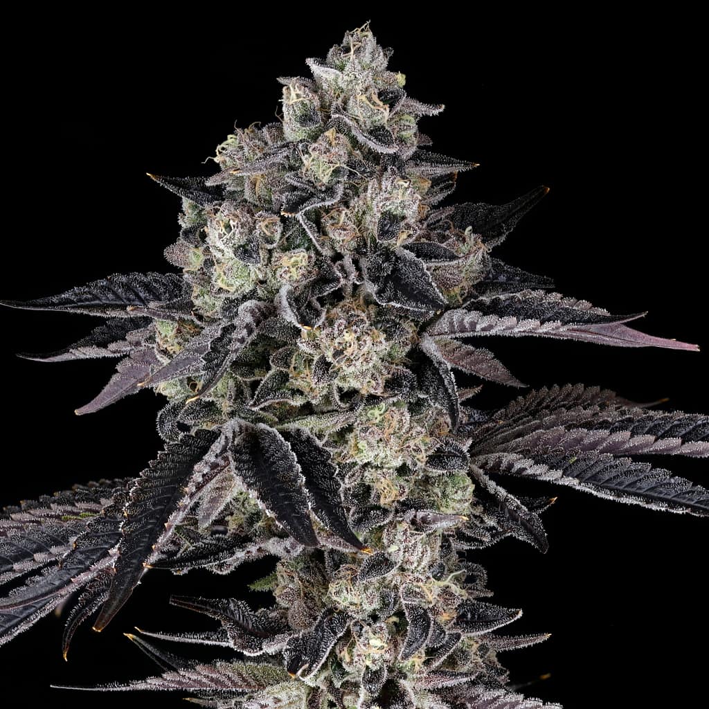 French Runtz plant — medium–tall, high stretch, chunky spear colas, purple/blue tones