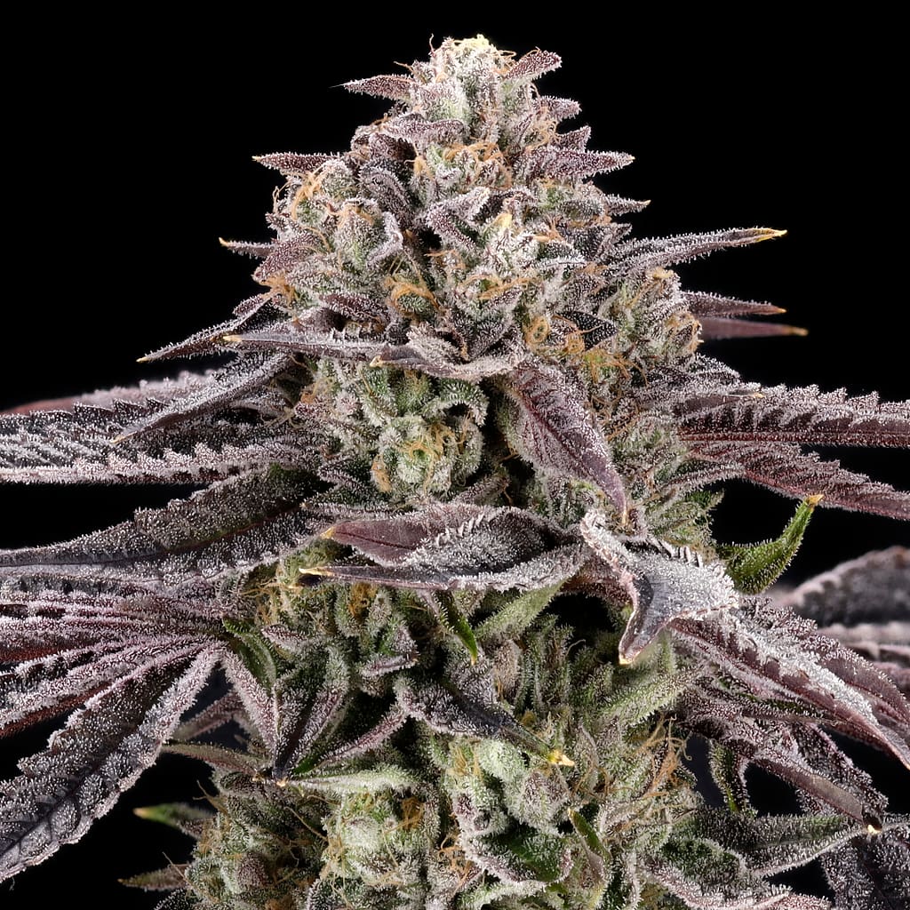 Monaco (Azulcar #22 × Lemon Cherry) plant — medium–tall, high stretch, chunky spear colas, blue/purple tones