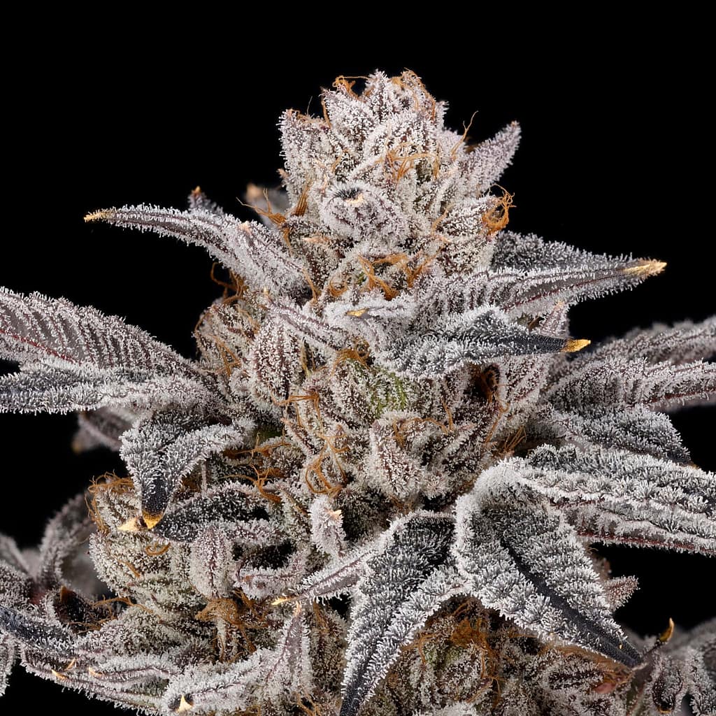 Zorroz v2 plant — medium height, moderate stretch, chunky spear clusters, purple expression