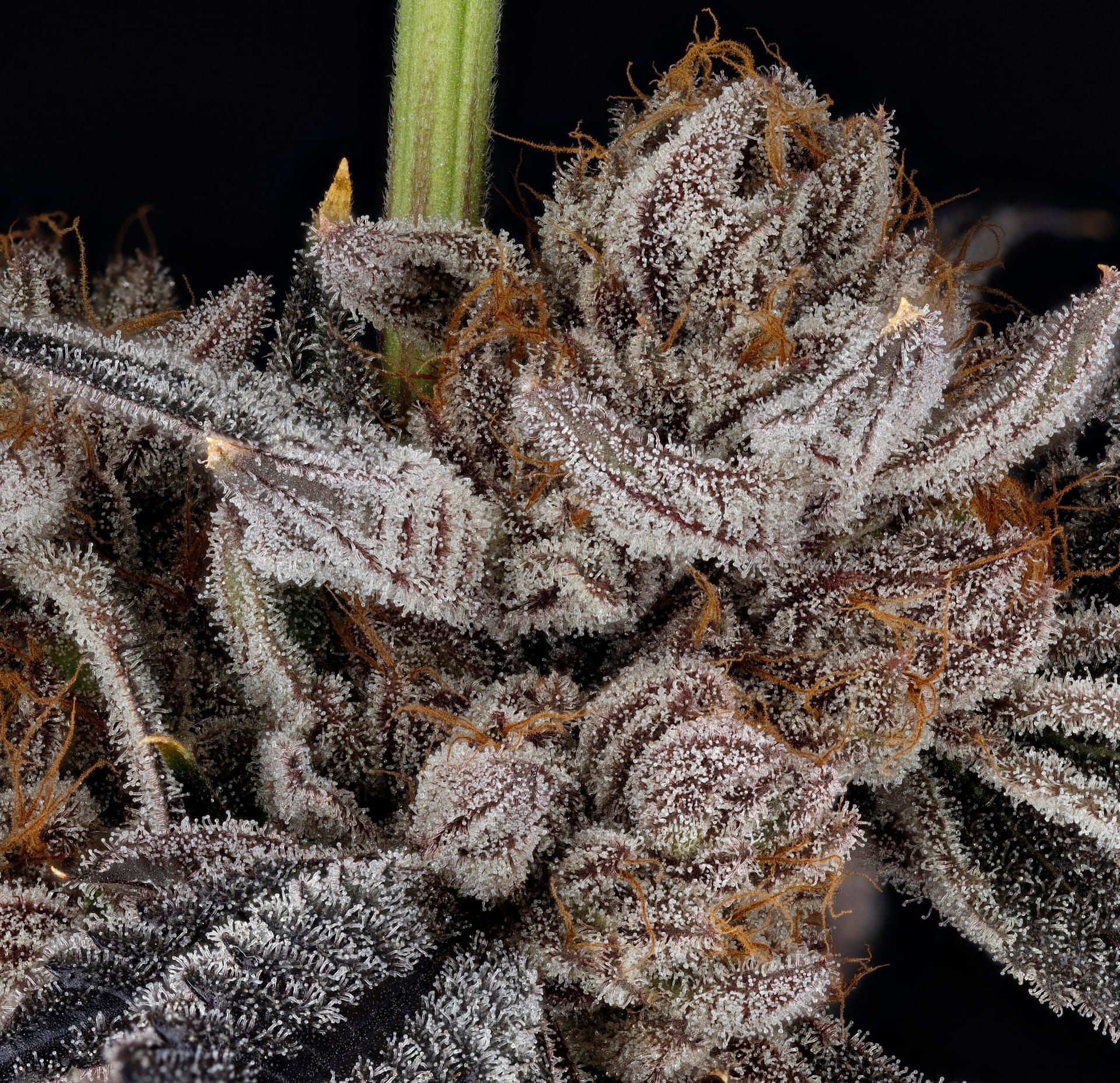 Zorroz v2 (Z x Runtz x Runtz) - Exclusive Z-Candy - 3 Feminized Seeds
