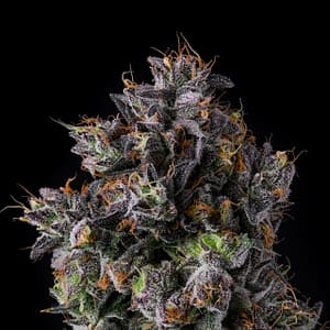 Azulcar (Blue Sherb × Runtz) buds with blue-purple fade and tight foxtails