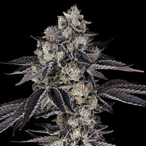 French Runtz plant — medium–tall, high stretch, chunky spear colas, purple/blue tones