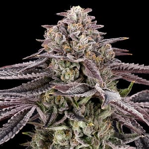 Monaco (Azulcar #22 × Lemon Cherry) plant — medium–tall, high stretch, chunky spear colas, blue/purple tones