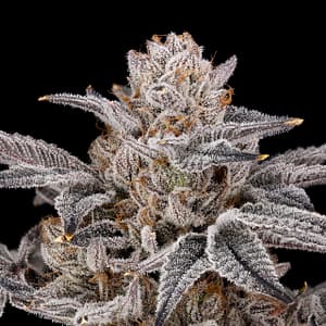Zorroz v2 plant — medium height, moderate stretch, chunky spear clusters, purple expression