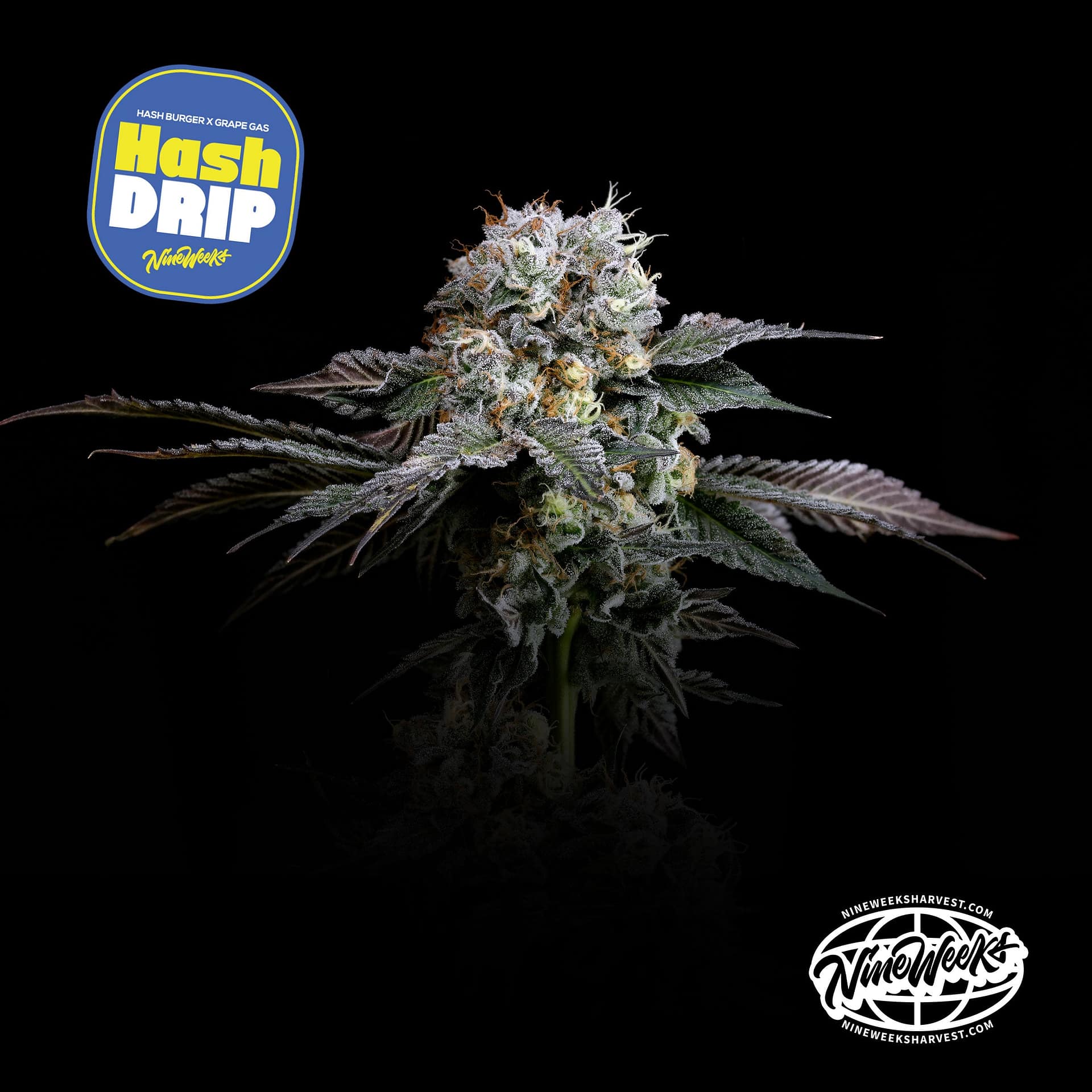 HASH DRIP cannabis strain by Nine Weeks Harvest