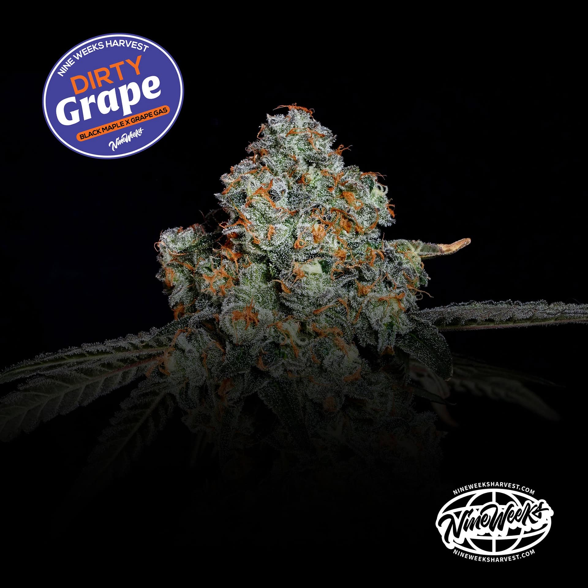 DIRTY GRAPE cannabis strain by Nine Weeks Harvest