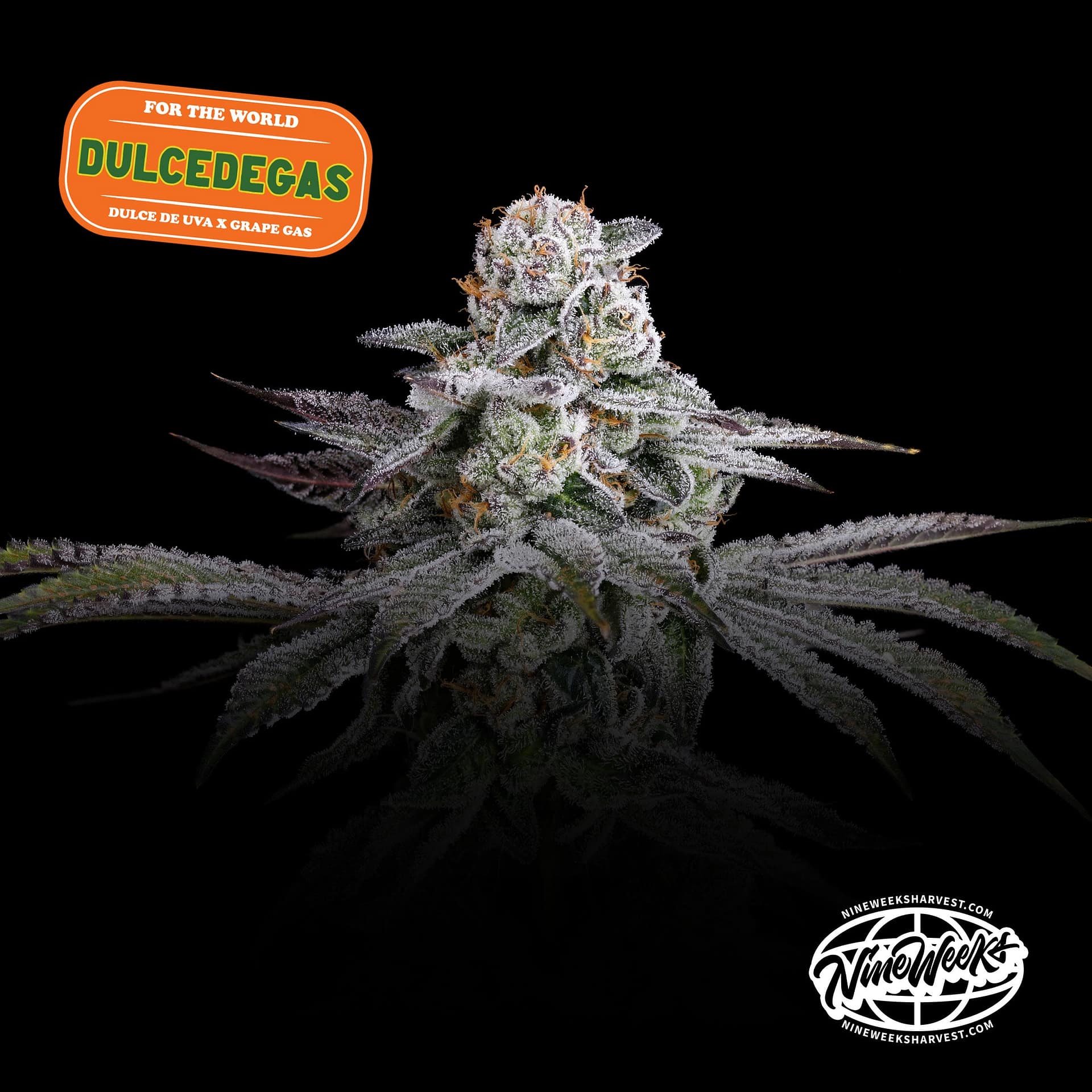 DULCE DE GAS cannabis strain by Nine Weeks Harvest