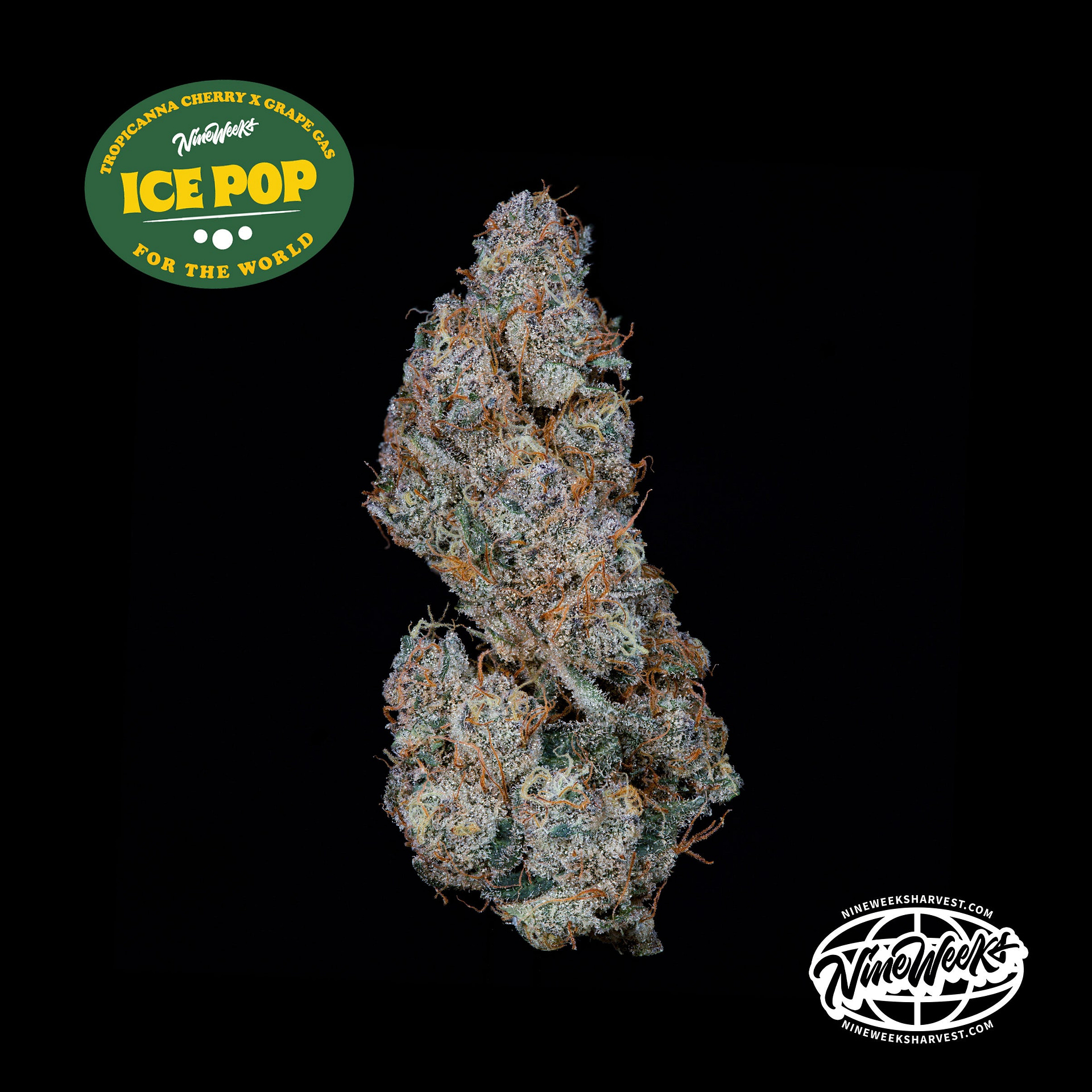 Ice Pop cannabis strain by Nine Weeks Harvest