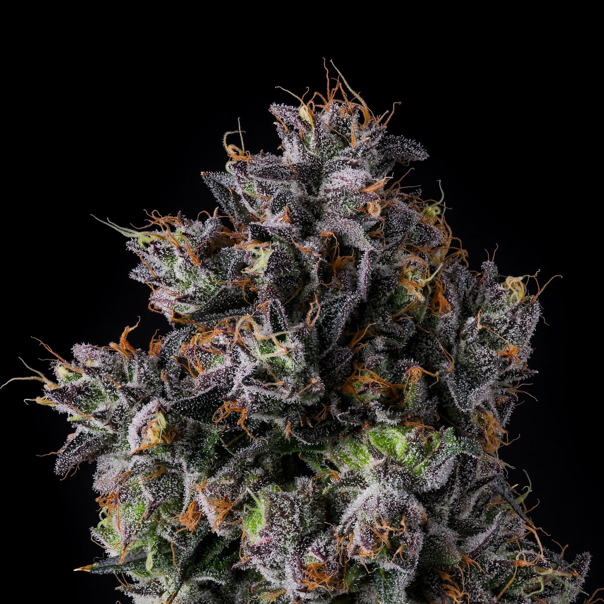 Azulcar cannabis strain by Nine Weeks Harvest