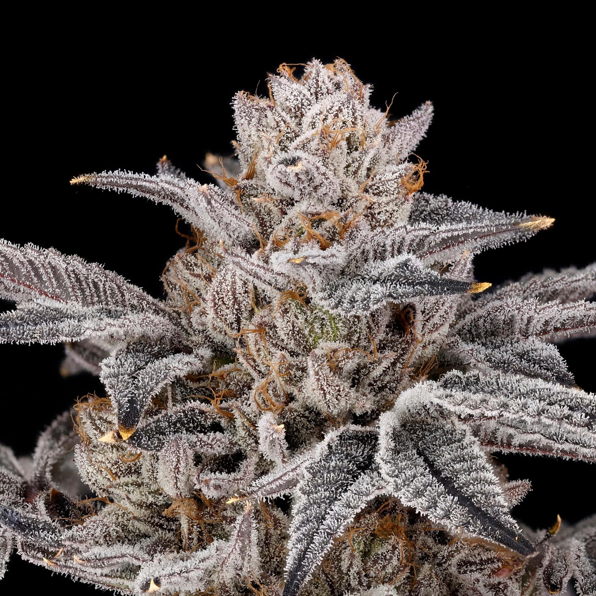 Zorroz v2 cannabis strain by Nine Weeks Harvest