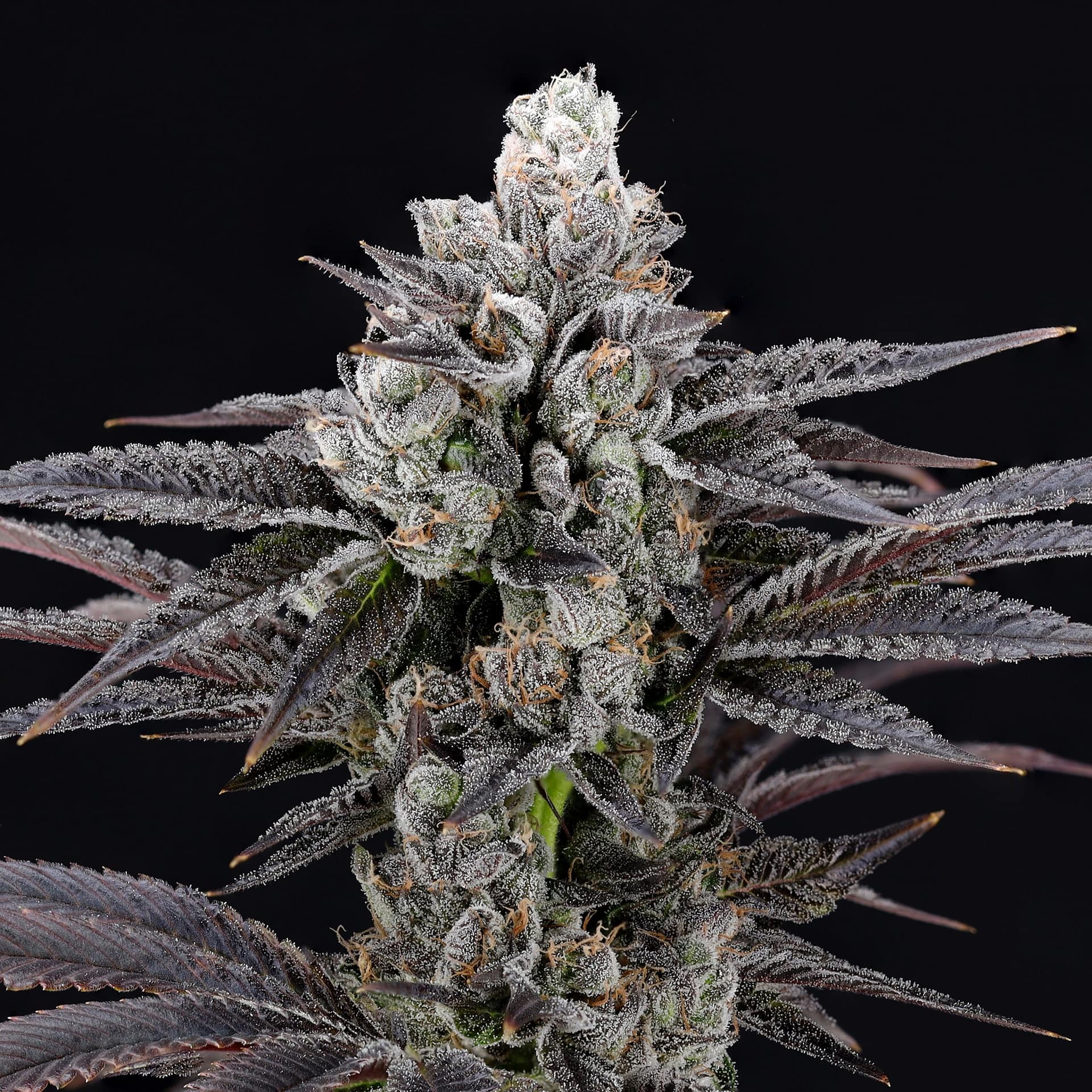 Mylar Blues cannabis strain by Nine Weeks Harvest