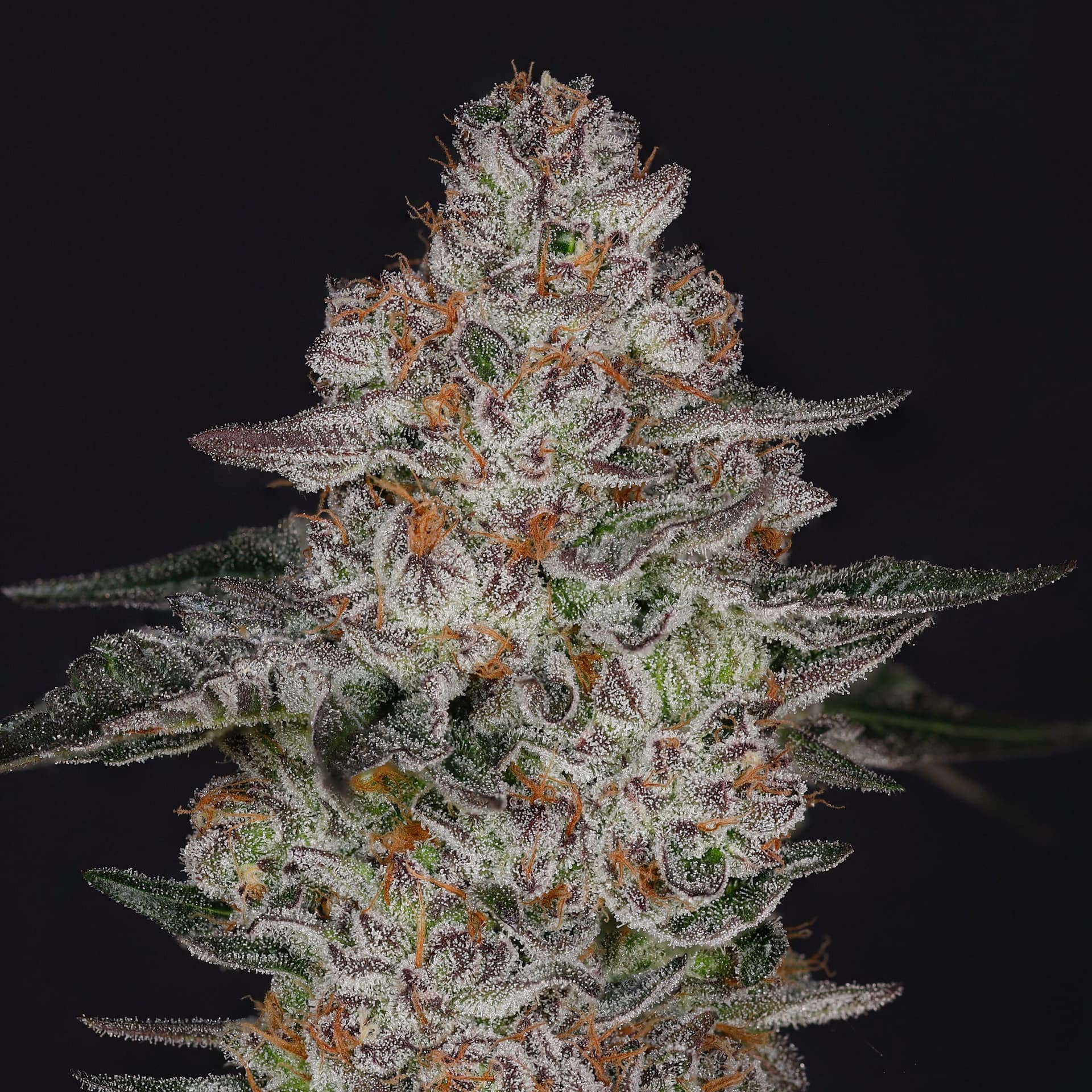 Tropiburger cannabis strain by Nine Weeks Harvest